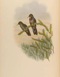 绿尖嘴蜂鸟 / Olivaceous Thornbill / Chalcostigma olivaceum
