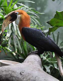 蓝喉皱盔犀鸟 / Blyth’s Hornbill / Rhyticeros plicatus