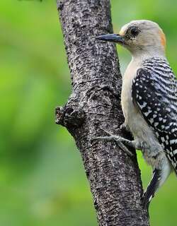 红冠啄木鸟 / Red-crowned Woodpecker / Melanerpes rubricapillus