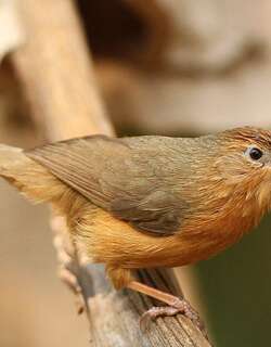 棕腹鹛 / Tawny-bellied Babbler / Dumetia hyperythra