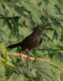 黑薮鸲 / Black Scrub Robin / Cercotrichas podobe