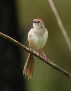 棕顶大尾莺 / Tawny Grassbird / Cincloramphus timoriensis