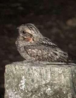 丛林夜鹰 / Jungle Nightjar / Caprimulgus indicus