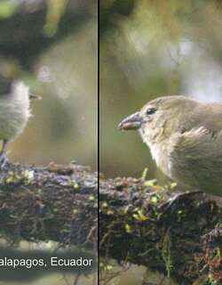 拟䴕树雀 / Woodpecker Finch / Camarhynchus pallidus