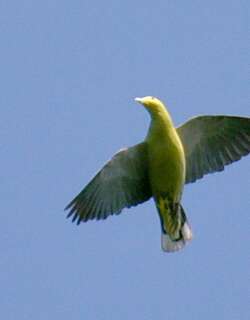 安达曼绿鸠 / Andaman Green Pigeon / Treron chloropterus