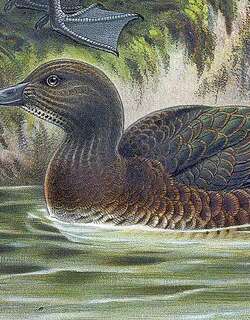 奥岛鸭 / Auckland Teal / Anas aucklandica