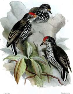 斑胸姬啄木鸟 / Speckle-chested Piculet / Picumnus steindachneri