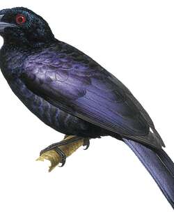 绿辉极乐鸟 / Jobi Manucode / Manucodia jobiensis