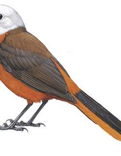 白头歌䳭 / White-headed Robin-Chat / Cossypha heinrichi