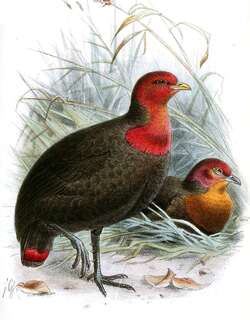红头林鹧鸪 / Crimson-headed Partridge / Haematortyx sanguiniceps