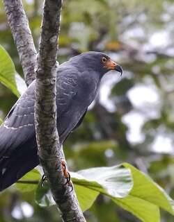 黑臀食螺鸢 / Slender-billed Kite / Helicolestes hamatus