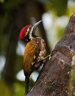 小金背啄木鸟 / Black-rumped Flameback / Dinopium benghalense