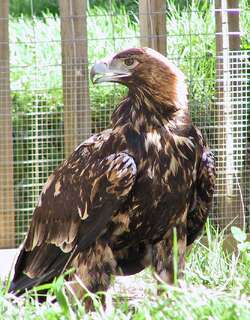 西班牙雕 / Spanish Imperial Eagle / Aquila adalberti
