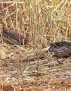 双距鹧鸪 / Double-spurred Spurfowl / Pternistis bicalcaratus