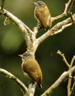 拉氏姬啄木鸟 / Lafresnaye’s Piculet / Picumnus lafresnayi