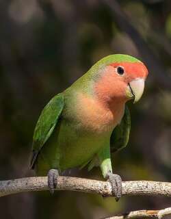 桃脸牡丹鹦鹉 / Rosy-faced Lovebird / Agapornis roseicollis