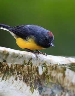 暗喉鸲莺 / Slate-throated Whitestart / Myioborus miniatus
