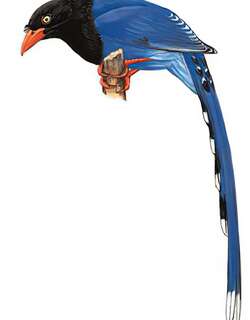 台湾蓝鹊 / Taiwan Blue Magpie / Urocissa caerulea