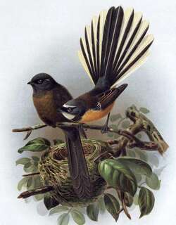 新西兰扇尾鹟 / New Zealand Fantail / Rhipidura fuliginosa