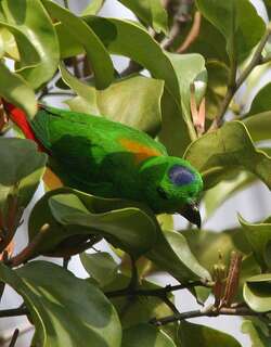 蓝顶短尾鹦鹉 / Blue-crowned Hanging Parrot / Loriculus galgulus