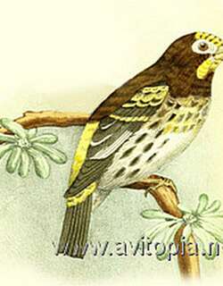 山金丝雀 / Mountain Serin / Chrysocorythus estherae