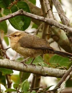 拟鸫曲嘴鹪鹩 / Thrush-like Wren / Campylorhynchus turdinus