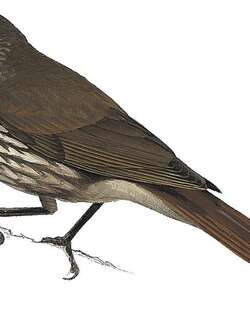 纽西兰鸫鹟 / South Island Piopio / Turnagra capensis