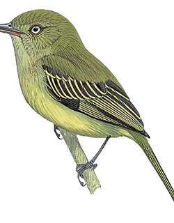 米莎娜小霸鹟 / Mishana Tyrannulet / Zimmerius villarejoi