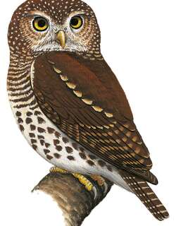 艾伯鸺鹠 / Albertine Owlet / Glaucidium albertinum