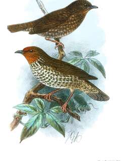 啄花雀 / Woodhouse’s Antpecker / Parmoptila woodhousei