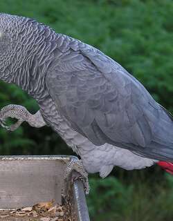非洲灰鹦鹉 / Grey Parrot / Psittacus erithacus