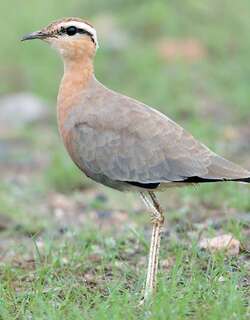 印度走鸻 / Indian Courser / Cursorius coromandelicus