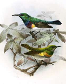 安哥拉花蜜鸟 / Oustalet’s Sunbird / Cinnyris oustaleti