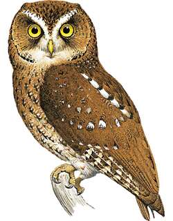 圣多美角鸮 / Sao Tome Scops Owl / Otus hartlaubi