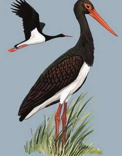 黑鹳 / Black Stork / Ciconia nigra