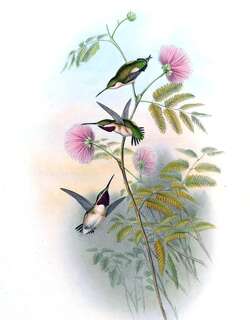 短尾蜂鸟 / Short-tailed Woodstar / Myrmia micrura