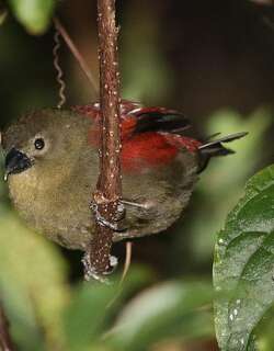 红脸朱翅雀 / Red-faced Crimsonwing / Cryptospiza reichenovii