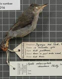 赤尔娇莺 / Chirinda Apalis / Apalis chirindensis