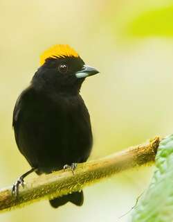 黄冠黑唐纳雀 / Tawny-crested Tanager / Tachyphonus delatrii