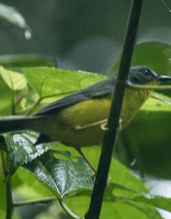 灰黄王森莺 / Grey-and-gold Warbler / Myiothlypis fraseri