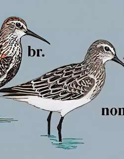 黑腹滨鹬 / Dunlin / Calidris alpina