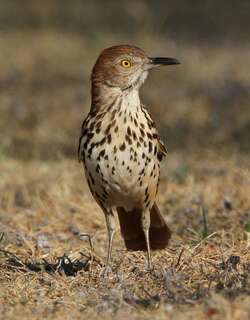 褐弯嘴嘲鸫 / Brown Thrasher / Toxostoma rufum