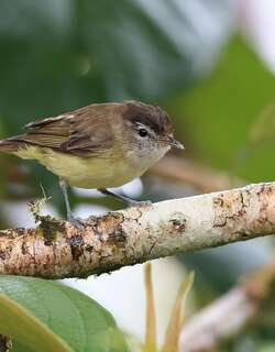褐顶绿莺雀 / Tawny-crowned Greenlet / Hylophilus ochraceiceps
