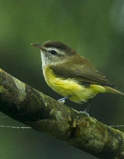 褐顶莺雀 / Brown-capped Vireo / Vireo leucophrys