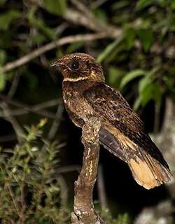 棕夜鹰 / Rufous Nightjar / Antrostomus rufus