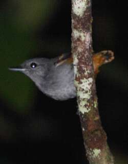 棕腹蚁鹩 / Rufous-bellied Antwren / Isleria guttata