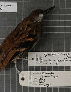 斑翅蚁鸟 / Wing-banded Antbird / Myrmornis torquata