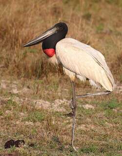 裸颈鹳 / Jabiru / Jabiru mycteria