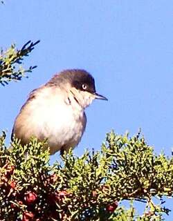 歌林莺 / Western Orphean Warbler / Curruca hortensis
