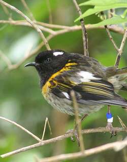 缝叶吸蜜鸟 / Stitchbird / Notiomystis cincta